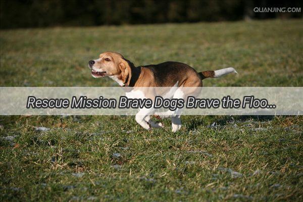 Rescue Mission Brave Dogs Brave the Floods in Zhuzhou  Heartwarming Stories of Survival and Solidarity